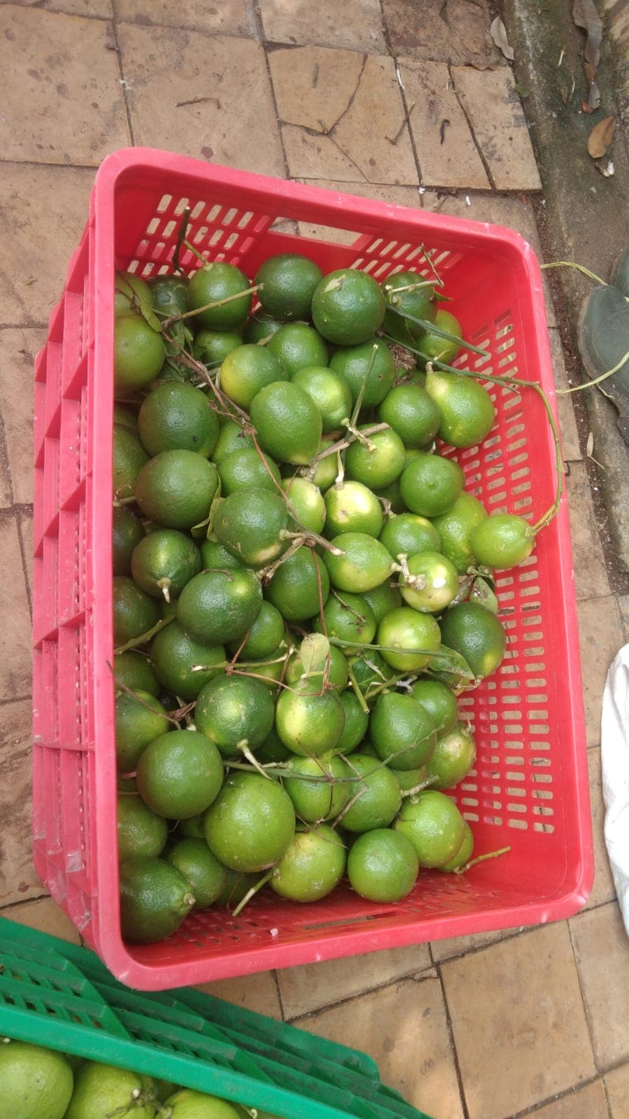 Lime citrus 2